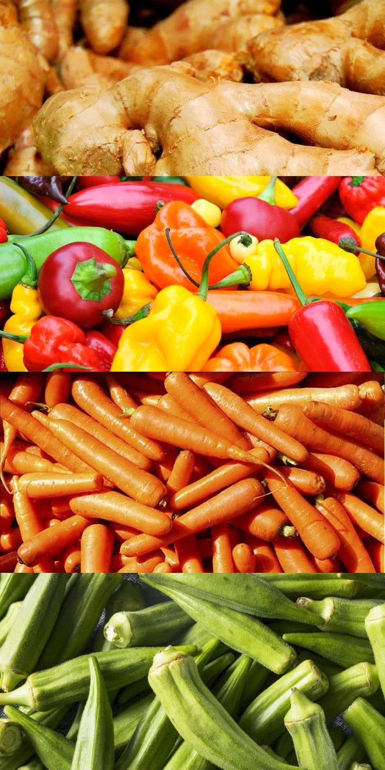Carrot Chilli Pepper Ginger Okra Washing Machine Bubble Belt Washer