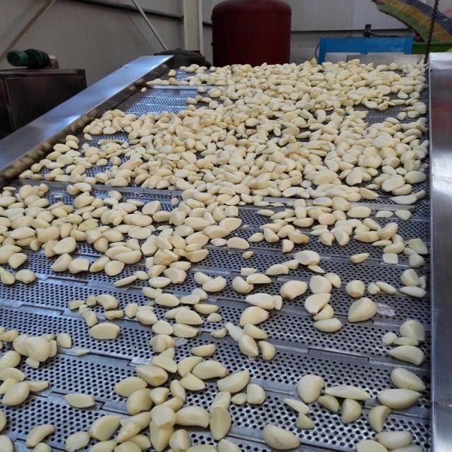 The Factory Supplies 500kg/H Chain Type Garlic Peeling Machine