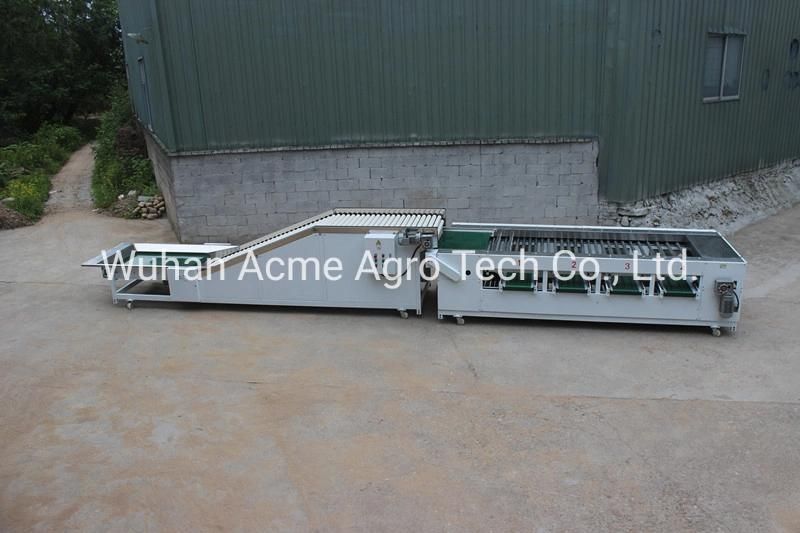 Stainless Steel Potato Grader Used to Vegetable and Potato Grading Machine Potato Sorter for Sale