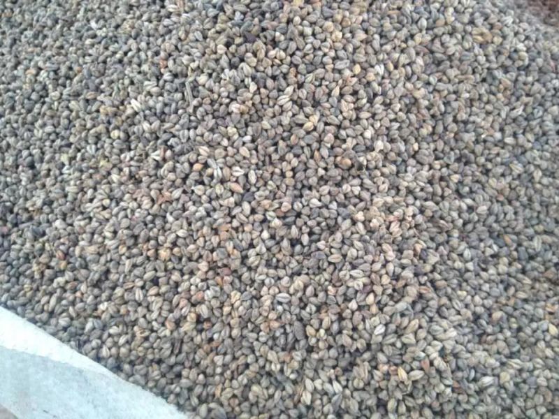 Clj Brand Buckwheat Processing Professional Auto Rice Mill Machine Buckwheat in Egypt