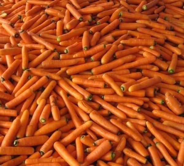 Brush Roller Carrots Cleaning Machines Carrot Washing Machine