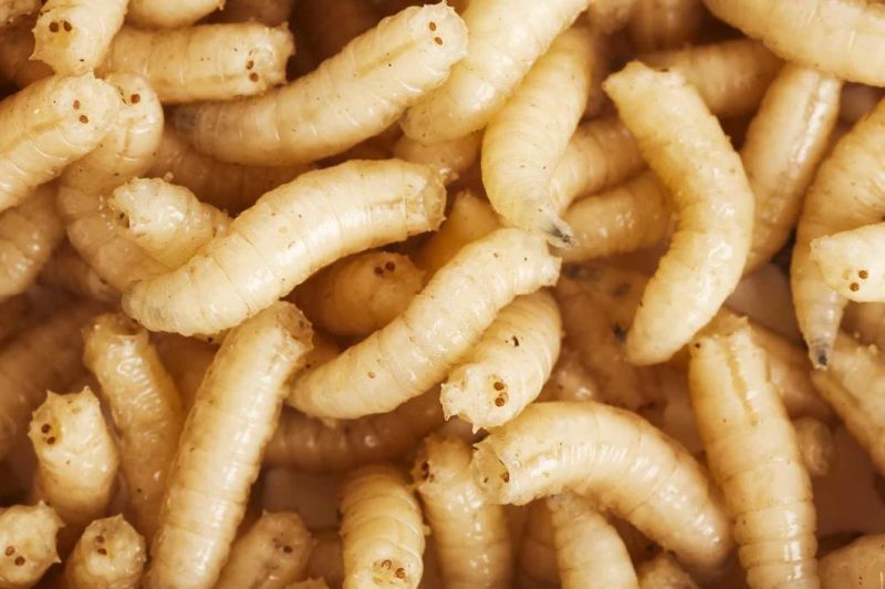 Larvae Washing Machine Insects Cleaning Machine Insect Bubble Washing Machine