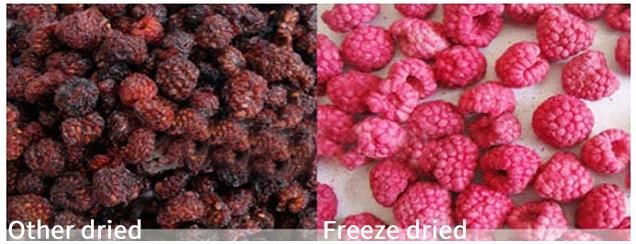 100kg/Batch Vacuum Freeze Dryer for Fruit & Vegetable Processing