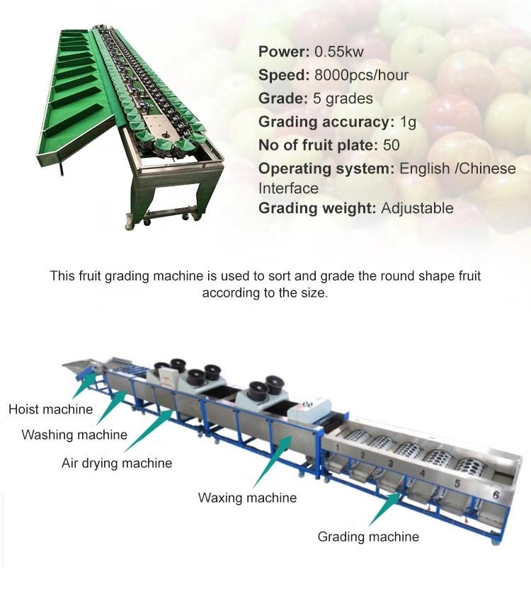 Commercial Avocado Onion Size Grading Sorting Machine