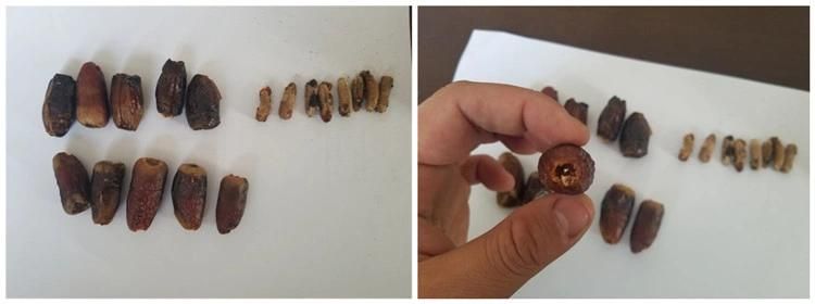 Arabic Dates Seed Pitting Plant