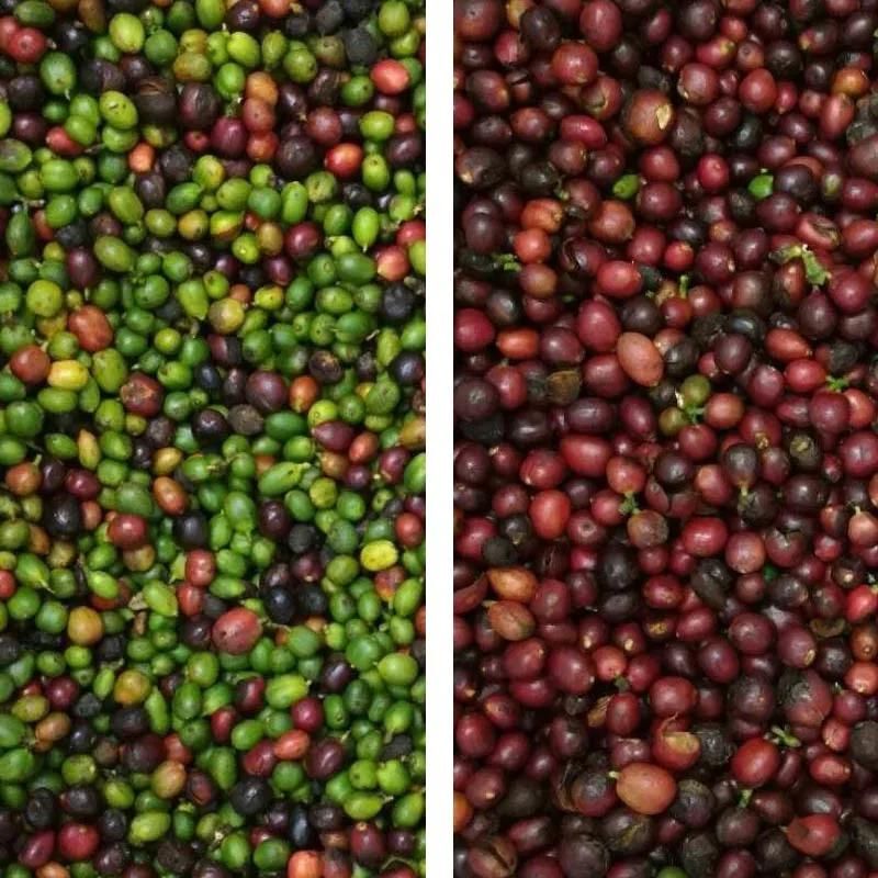 Coffee Processing Machine 7 Chutes Bean Selector