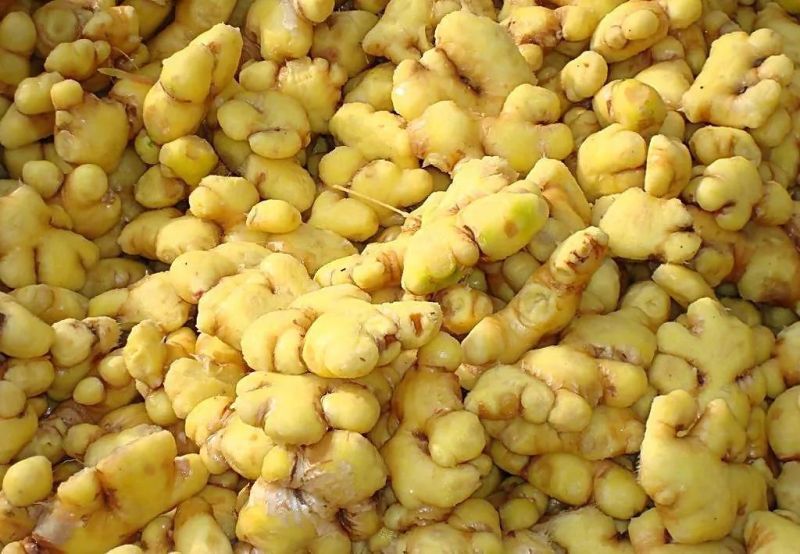 Fruit Vegetable Washing and Peeling Machines Ginger Washing Machine