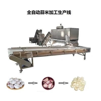 Supply Stainless Steel 1t / H Chain Garlic Peeling Machine Garlic Processing Production ...