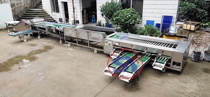 Sugar Orange Avocado Fruit Sorting Grading Machine