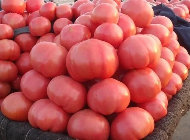 Hot Air Dryer Dried Fruit Machinery Tomato Fruit Drying Machine