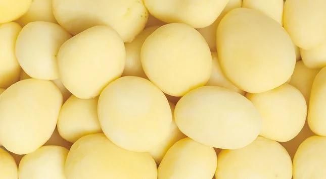 Potato Peeling Washing Machines Sale Industrial Best Potato Peeler Machine
