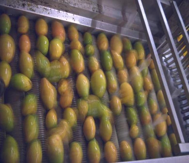 Pineapple, Passion Fruit, Mango, Loquat Paste Juice Concentrated Equipment Fruit Juice Processing Machine
