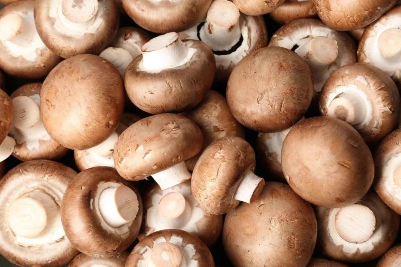 Dehydrating Machinery Drying Vegetable Hot Air Mushroom Drying Machine