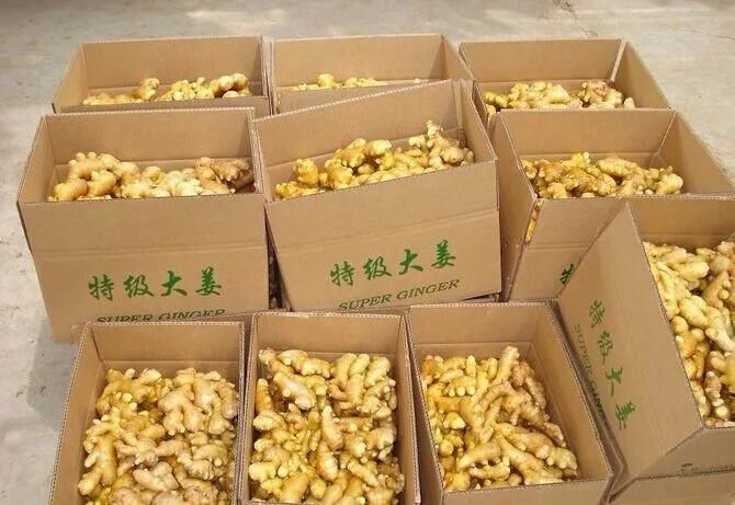 Vegetable Washer Ginger Drum Washing and Cleaning Machine