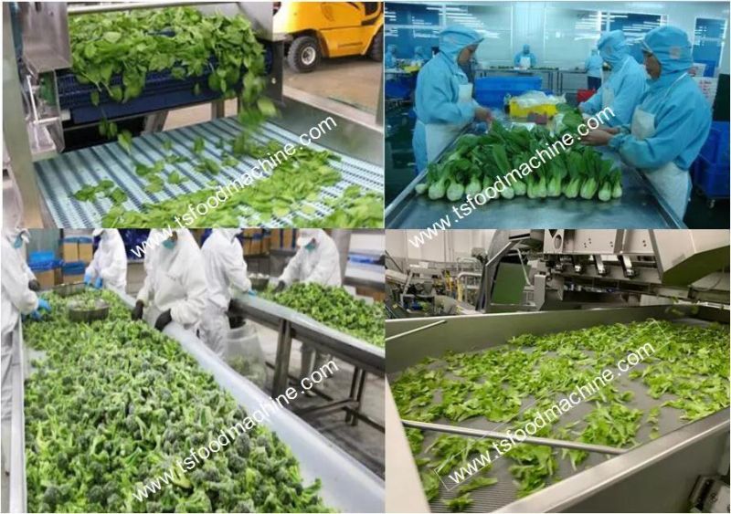 Vegetable Processing Machinery Lettuces Washing and Drying Machine