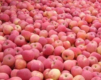 Fruit Washer Ozone Sterilizer Auto Apple Washing Machine