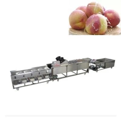 Professional Manufacturer Fruit Washing Cleaning, Waxing, Sorting Machine