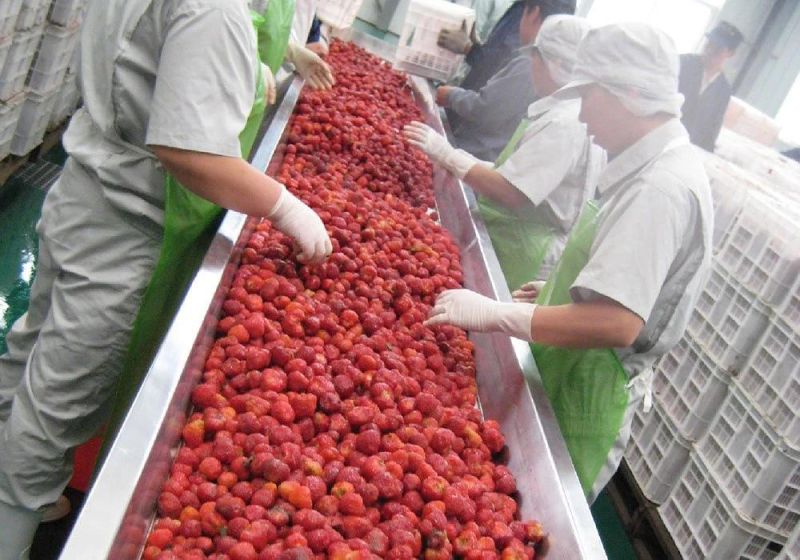 Strawberry Washing and Drying Line Strawberry Washer Machine