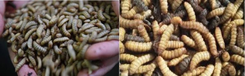 Insect Larvae Blanching Machine Insect Larvae Machine Mopane Worm Processing Machine