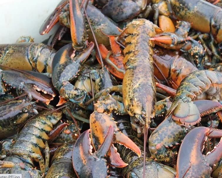 Seafood Washer Air Bubble Washing Machine Lobster Cleaning Machine