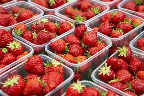 Industrial Conveyer Belt Washer Fruit Strawberry Washing and Cleaning Machine