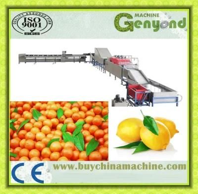 Kumquat/Orange/Lemon Grading Line