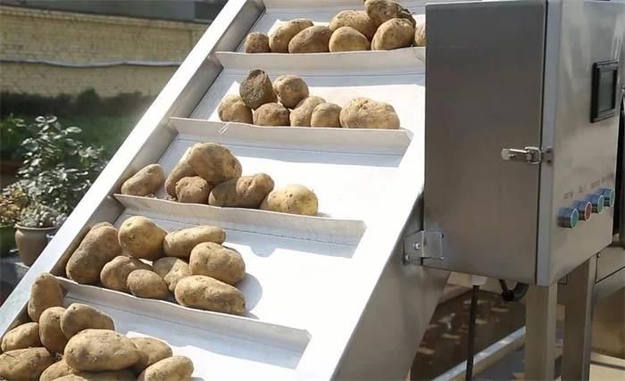 Automatic Sweet Potato Finger Sticks Production Plant