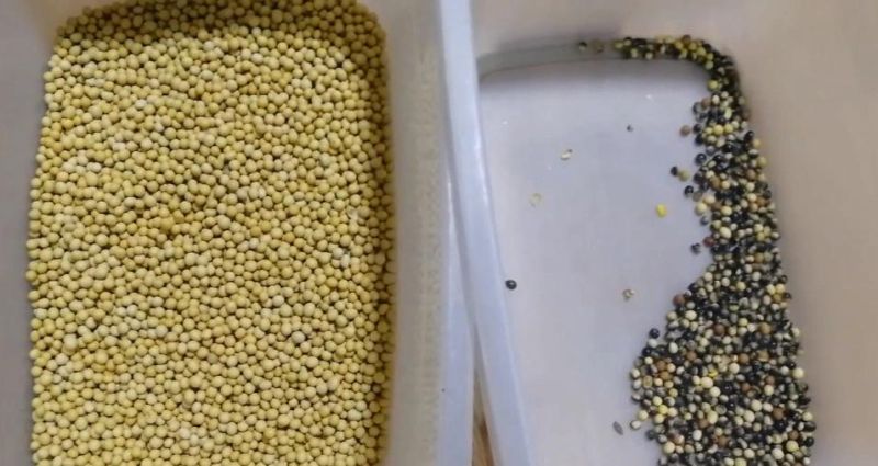 Food Processing Machine 7 Chutes Soybean Color Selector