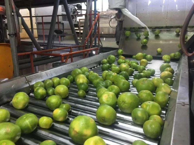 Top Quality Lemon Skin Oil Extraction Machine