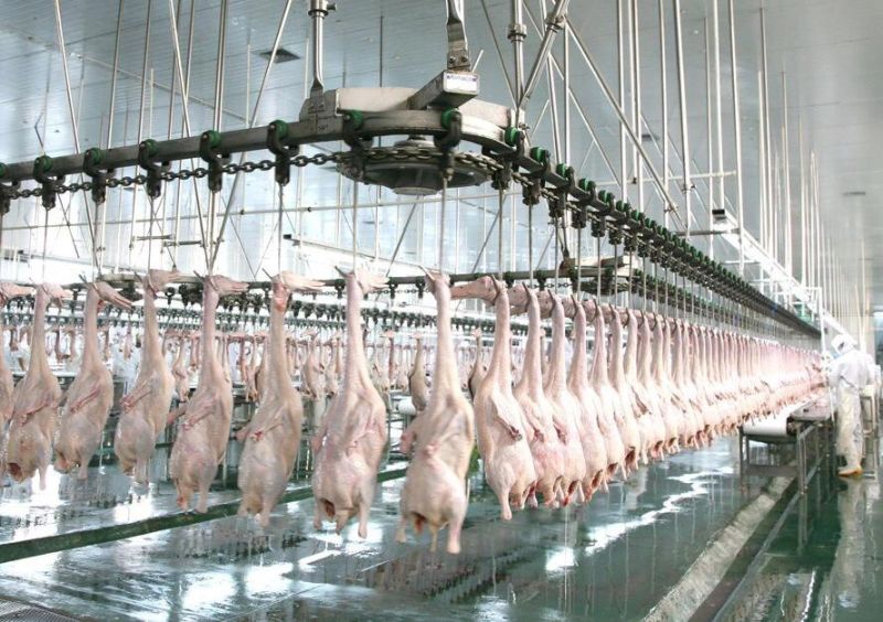 300~10000bph Poultry Abattoir Slaughterline Equipment for Sale