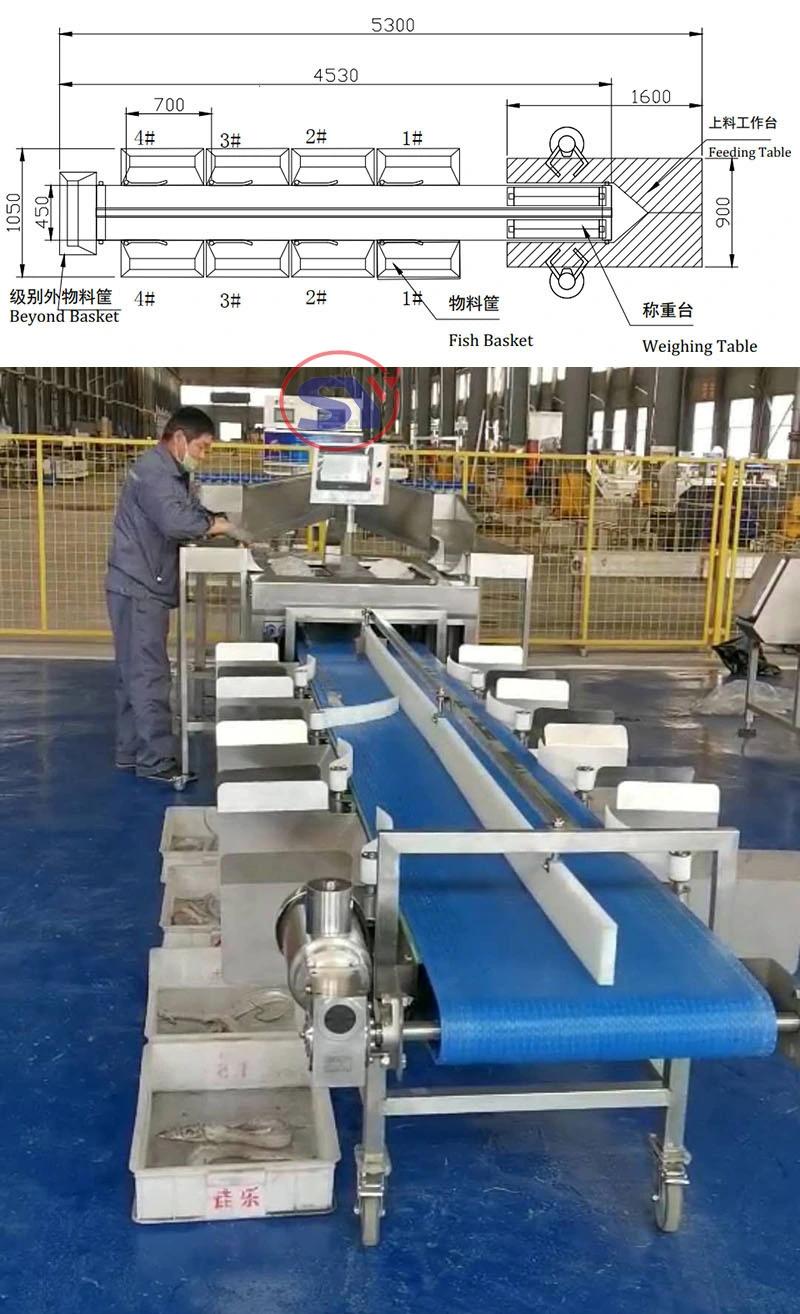 Weight Checker Machine Fish Weight separator Grader Machine