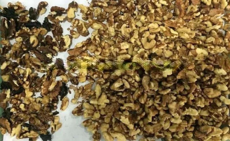 Food Processing Equipment 3 Chutes Nut Sorting Machine Walnut Color Sorter