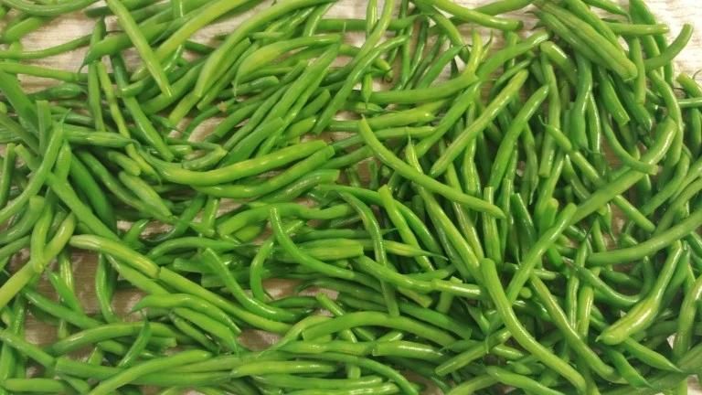 Cooking Systems for Vegetable Blanching Machine Bean Steam Blancher