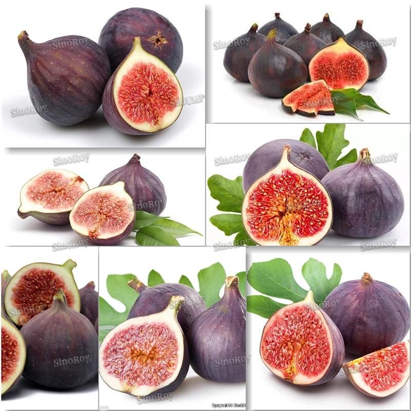 Fig Sauce Processing Line/Fig Sauce Production Line/Fig Sauce Processing Machines