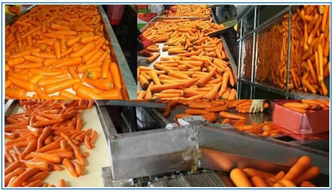 Carrot Processing Equipment Carrot Washing Cutting Machine