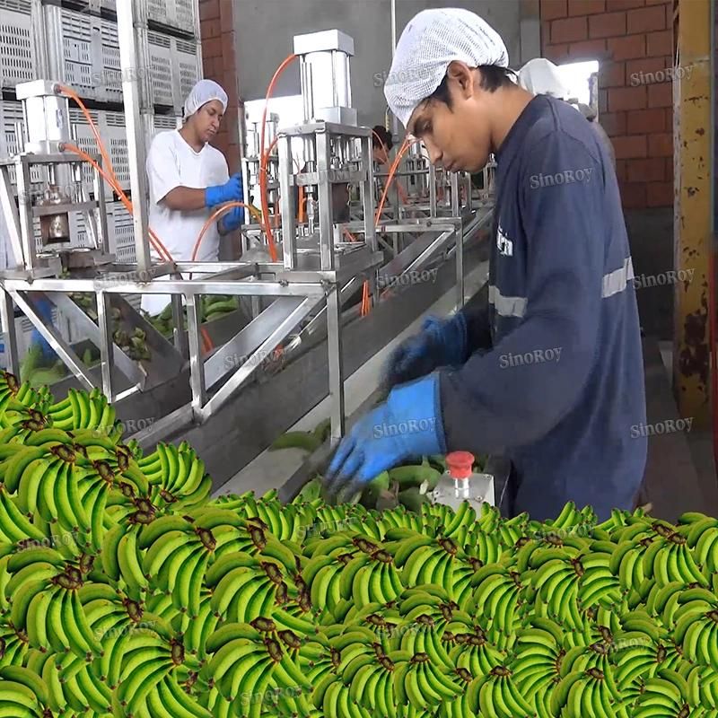 10t/Hr Capacity Banana Processing Production Machine