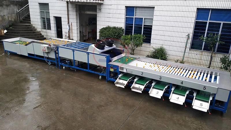 Conveyor Weight Grader Fruit Vegetable Seafood Grading Sorting Machine