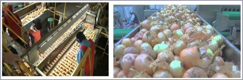 Automatic Onion Peeling Onion Skin Peeling and Onion Peeler Machine