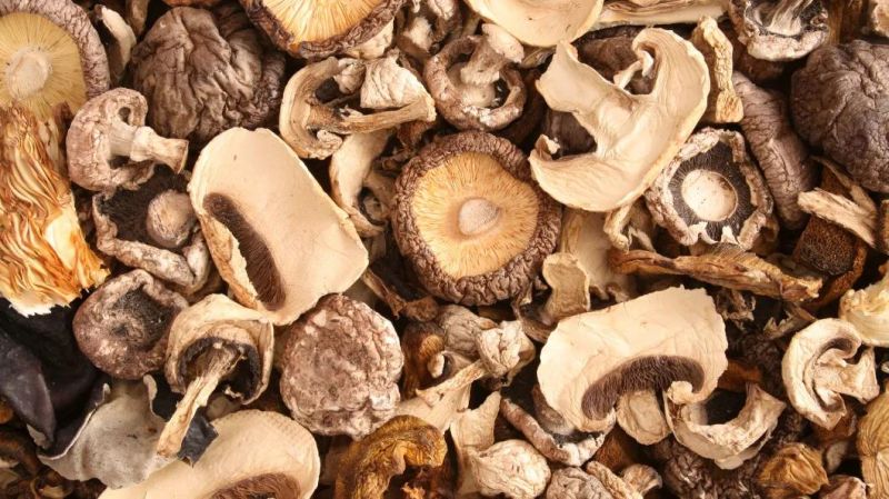 Dehydrating Machinery Drying Vegetable Hot Air Mushroom Drying Machine
