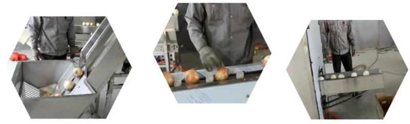 Full Automatic Onion Processing Line Onion Peeling and Cutting Machine Onion Peeling Machine