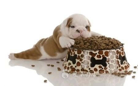 Good Quality Dog Food Pellet Making Machine