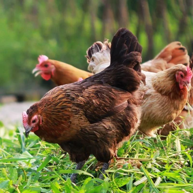 Commercial Poultry Machinery Stainless Steel Chicken Plucker Machine