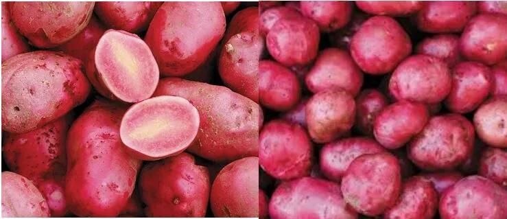 Red Potato Peeling Machine Red Potato Cleaning Machine