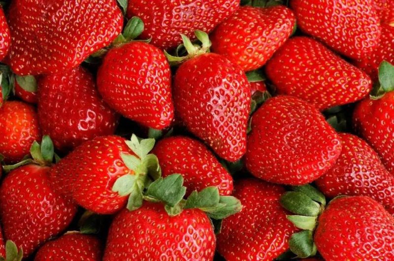 Industrial Conveyer Belt Washer Fruit Strawberry Washing and Cleaning Machine