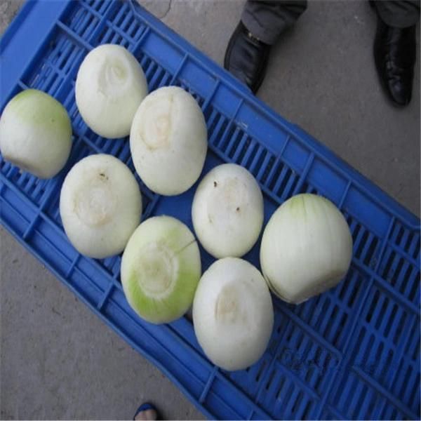 Industrial Onion Peeling Machine