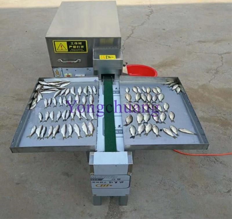 Automatic Fish Killing Processing Machine with High Capacity