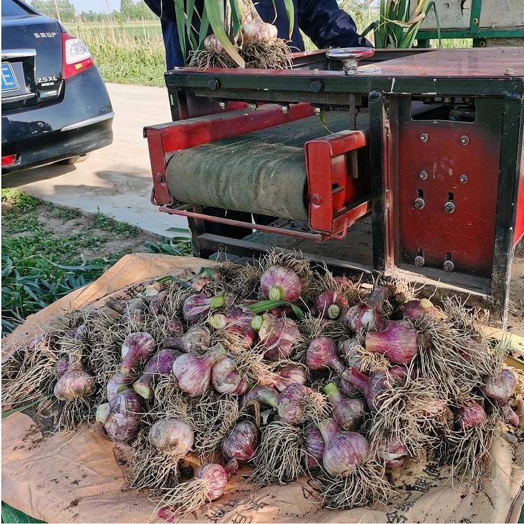 Hot Selling Garlic Root Cutting Equipment