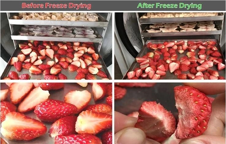 Dehydrator Fruit and Vegetables Strawberry Freeze Dryer Lyophilizer