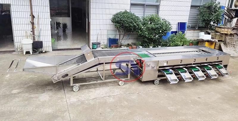 Best Price Fruit Sorting Table Machine for Grading Blueberry Strawberry