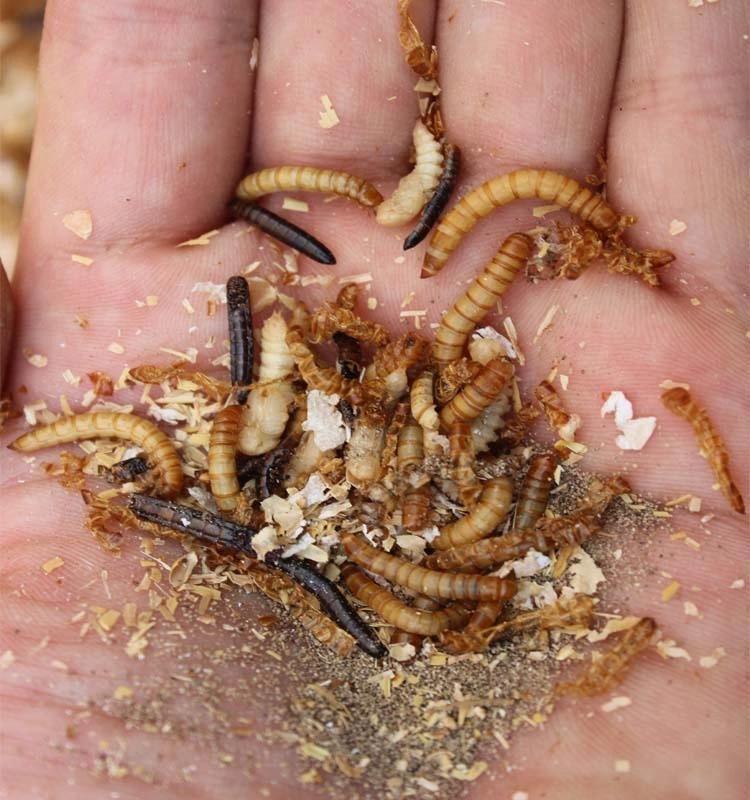 The Latest Multifunctional Full Automatic Meal Worm Sorting Machine